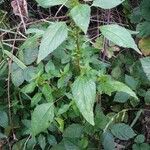 Acalypha virginica habit picture by Pietro Brignoli (cc-by-sa)