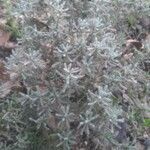 Santolina decumbens habit picture by Pierre Sosson (cc-by-sa)