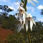 Megastylis gigas flower picture by Alejandra Barbry (cc-by-sa)