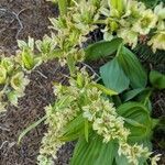 Veratrum californicum flower picture by John John Hardham (cc-by-sa)