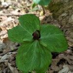 Trillium sessile leaf picture by Chris Ehrich (cc-by-sa)