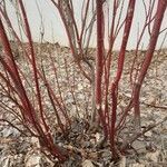 Cornus sericea habit picture by Lukas Blank (cc-by-sa)