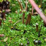 Azorella corymbosa fruit picture by Fabien Anthelme (cc-by-sa)