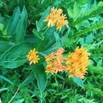 Asclepias tuberosa leaf picture by Joe Gibeau (cc-by-sa)