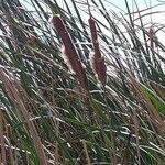 Typha domingensis flower picture by Maarten Vanhove (cc-by-sa)