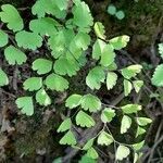 Adiantum lorentzii habit picture by Trap Hers (cc-by-sa)