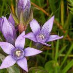 Gentianella germanica flower picture by Martin Bishop (cc-by-sa)