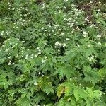 Ranunculus aconitifolius habit picture by Jacques Zuber (cc-by-sa)