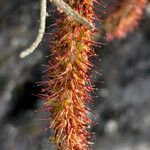 Acaena cylindristachya flower picture by Fabien Anthelme (cc-by-sa)