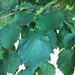 Corylus colurna leaf picture by Umit Yilmaz (cc-by-sa)