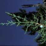 Juniperus osteosperma fruit picture by Daniel Barthelemy (cc-by-nc)