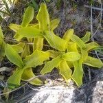 Pinguicula vulgaris leaf picture by liam Constantine (cc-by-sa)