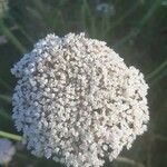 Visnaga daucoides flower picture by FRANCISCO TORNERO IRANZO (cc-by-sa)