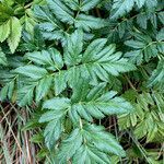 Myrrhidendron glaucescens leaf picture by Fabien Anthelme (cc-by-sa)