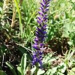 Veronica spicata flower picture by Theophile Pozet (cc-by-sa)