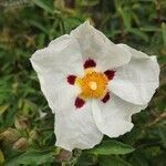 Cistus ladanifer flower picture by Itai R. (cc-by-sa)