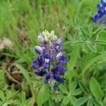 Lupinus texensis flower picture by Diego Rada (cc-by-sa)