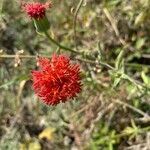 Kleinia abyssinica flower picture by bimbi bimbi (cc-by-sa)