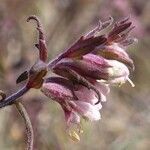 Odontites vernus flower picture by Pierre LEON (cc-by-sa)