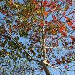 Terminalia catappa habit picture by Daniel Barthelemy (cc-by-sa)