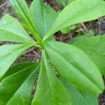 Talinum paniculatum leaf picture by Dulcinea Dulcinea (cc-by-sa)