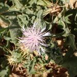 Centaurea senegalensis flower picture by Sylvain Piry (cc-by-sa)