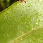 Elaphoglossum macropodium leaf picture by Schnittler Martin (cc-by-sa)