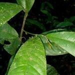 Heisteria macrophylla leaf picture by SINAC Pérez Greivin (cc-by-sa)