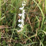 Spiranthes lacera flower picture by Matthew Dyer (cc-by-sa)