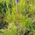 Veronica spicata habit picture by Jani Zadrgal (cc-by-sa)