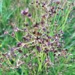 Juncus articulatus flower picture by Gerrit Busser (cc-by-sa)