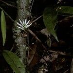 Amphirrhox longifolia flower picture by Daniel Barthelemy (cc-by-nc)