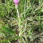 Cirsium dissectum habit picture by Philippe Levarlet (cc-by-sa)