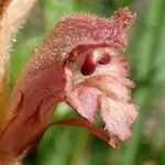 Orobanche teucrii fruit picture by Yoan MARTIN (cc-by-sa)