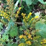 Solidago caesia flower picture by patrice dalrymple (cc-by-sa)