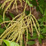 Aruncus dioicus habit picture by Martin Bishop (cc-by-sa)