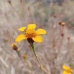 Tagetes lunulata flower picture by jesus go (cc-by-sa)