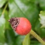 Rosa gallica fruit picture by Anne Maugé (cc-by-sa)