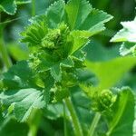 Alchemilla subcrenata leaf picture by francois tissot (cc-by-sa)