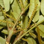 Alfaroa guanacastensis habit picture by Nelson Zamora Villalobos (cc-by-nc)