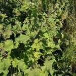 Arctium lappa habit picture by Jean-Louis Fagard (cc-by-sa)