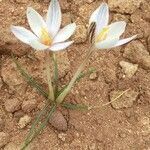 Crocus cambessedesii habit picture by Francesc Riudavets (cc-by-sa)