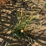 Setaria pumila habit picture by Patrice Bracquart (cc-by-sa)