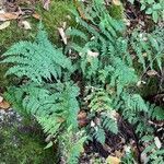 Dryopteris intermedia habit picture by Daniel Gonzales (cc-by-sa)