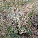 Eryngium spinalba habit picture by Plantae Lucorum (cc-by-sa)