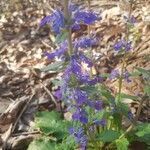 Ajuga australis flower picture by Nonesuchsven (cc-by-sa)