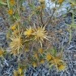 Carlina corymbosa flower picture by Antonio Lupo (cc-by-sa)