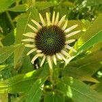 Echinacea pallida flower picture by David Hammond (cc-by-sa)