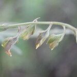 Crotalaria pilosa flower picture by Nelson Zamora Villalobos (cc-by-nc)