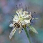 Scabiosa cinerea fruit picture by Yoan MARTIN (cc-by-sa)